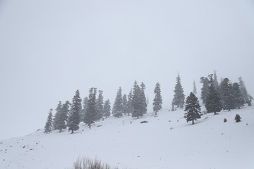 Winter curved winding road in the forest covered in snow. savsat/art