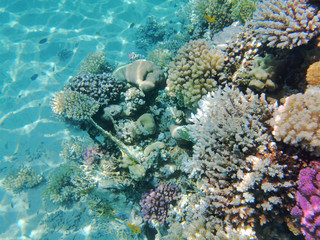 coral reef in Red Sea