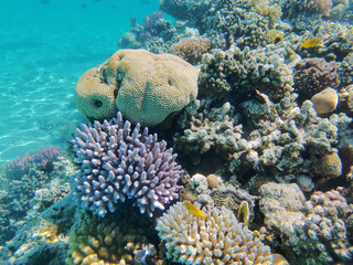 coral reef in Red Sea