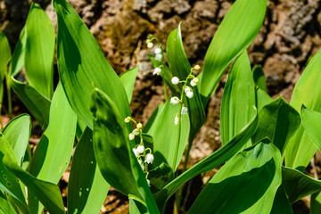 Lily of the valley (Convallaria majalis) in blossom