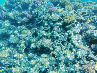 coral reef in Red Sea