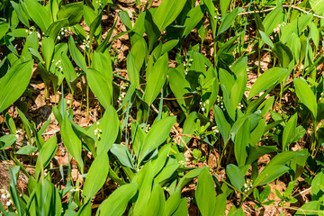 Lily of the valley (Convallaria majalis) in blossom