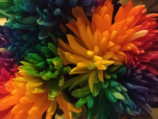 chrysanthemum colorful flowers