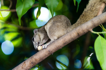 underview of a squirrel eating a nut