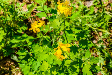 Greater celandine (chelidonium majus) blossoming in a forest