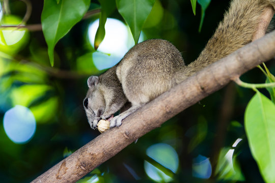 underview of a squirrel eating a nut