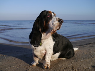 Pies rasy Basset hound na plaży nad morzem siedzi na piasku