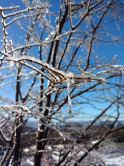 Frozen tree branch with piece of ice and hanging on branch with lush blue sky in the background of Ushuaia city, Argentina - Patagonia