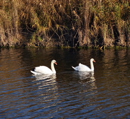 Two swans on the water.