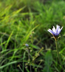Photo of chicory flower (Cichorium intybus) on the grass background. Blue daisy, blue dandelion, blue sailors.