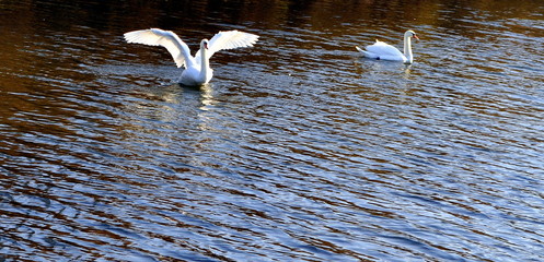 Two swans on the water.