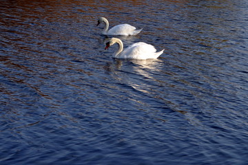 Two swans on the water.