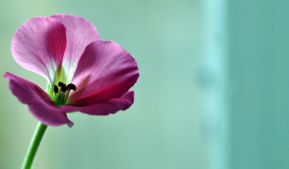 Pink flower of pelargonium in Izmail, Ukraine.