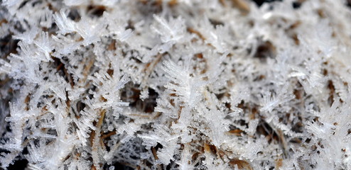 Hoar frost on the dry grass in the morning.