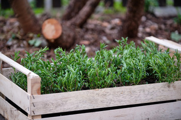 A box of fresh green plants in flowerpots from the gardener is waiting to be put into the soil in...