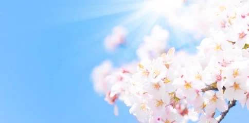 Fotobehang 桜の木々と太陽 © SB