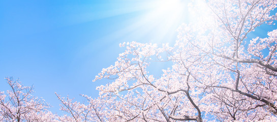 桜の木々と太陽