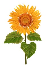 sun flower isolated vector illustration