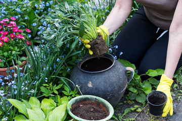 Hands of a woman gardener replant flowers in beautiful garden full of forget me nots in the background Space for text