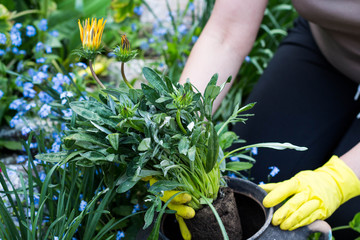 Hands of a woman gardener replant flowers in beautiful garden full of forget me nots in the background Space for text