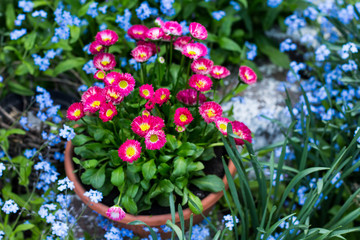 Obraz na płótnie Canvas Beautiful garden daisies in flower pot outdoors