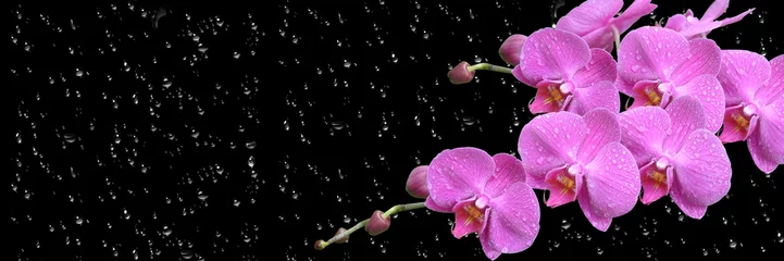Foto op Canvas roze orchidee met druppel lang © danilag