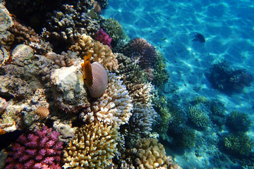 coral reef in Red Sea