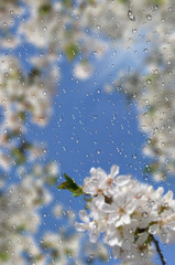 white flowers to cherries