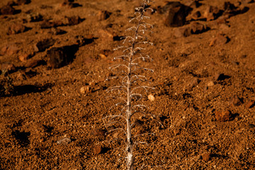 Teide volcano national park spain