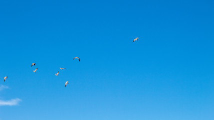  flock of American Oystercatcher birds flying in the blue sky