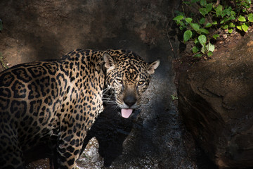 Leopard in a zoo in Thailand