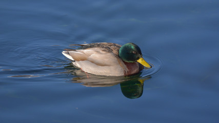 Germano reale, in primo piano, nuota sul fiume in gennaio