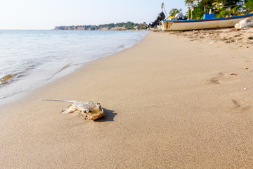 Young dead stingray in shallow sea water