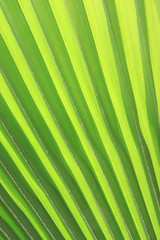 texture of green palm leaf