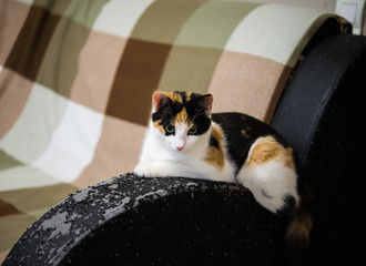 Calico Cat and an Sofa with Black Leather Armrest Spoiled by the Claws of a Cat. Kitten Scratched...
