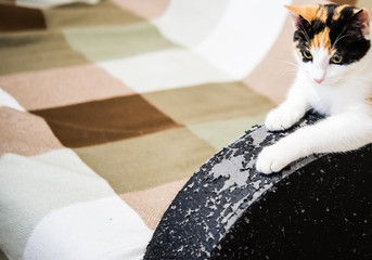 Scratches from cat claws on leather furniture. Calico Cat and an Sofa with Black Leather Armrest...