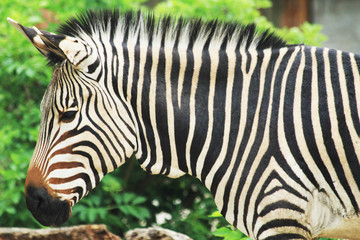 Fototapeta na wymiar zebra animal is resting