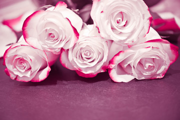 White Red Rose Flowers. Roses