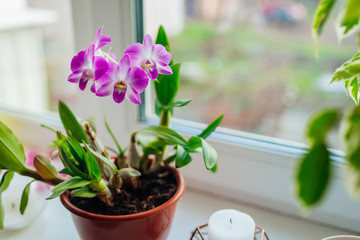 Dendrobium orchid. Home plants growing on window sill. Greenery interior decor with flowers - obrazy, fototapety, plakaty