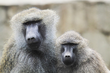 young baboon couple