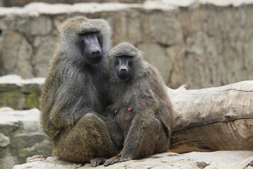 young baboon couple