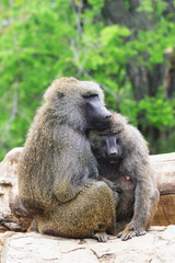 young baboon couple