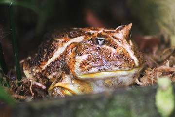 brown chaco frog