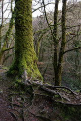 Fototapeta premium Cardinham woods in central Cornwall 