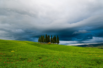 Fototapeta premium Zypressen auf einem Feld in der Toskana