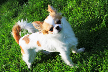 young chihuahua in the grass