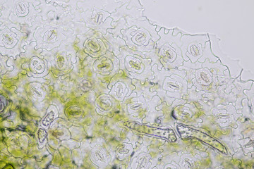  Close up Plant epidermis with stomata or Leaf Epidermis (Stomata) under microscope.