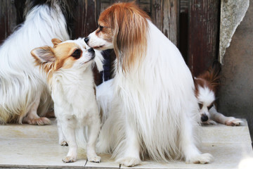 papillon and chihuahua as best friends