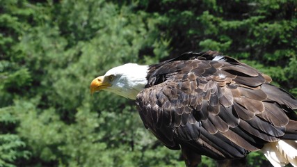 Eagle