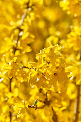 A beuatifully and intensely blooming bright yellow forsythia close-up in springtime. Seen in Nuremberg, Germany, April 2019